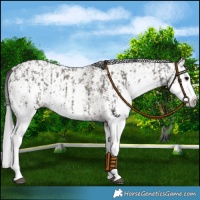 Horse Color:Grullo Sabino Splash  and Gray Grullo Sabino Splash 