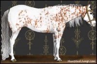Horse Color:Bay Splash Snowcap  and Bay Splash Tobiano Near Leopard 