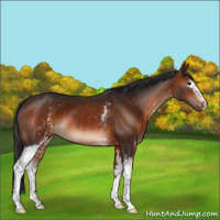 Horse Color:White Spotted Bay 