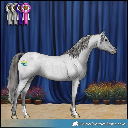 Horse Color:Blue Roan Appaloosa 