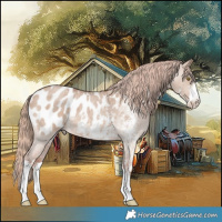 Horse Color:Red Dun Roan Sabino Appaloosa Rabicano