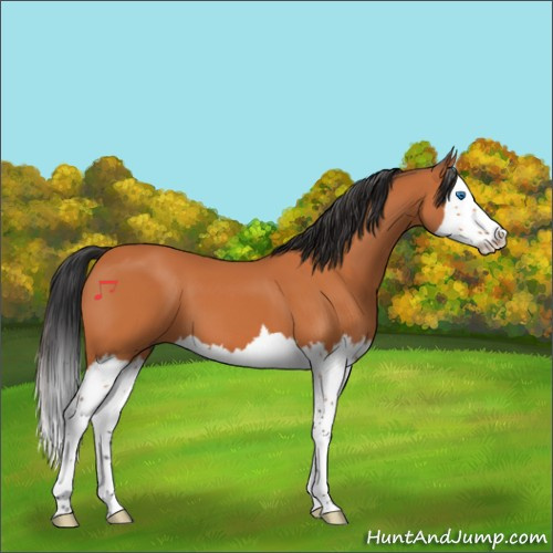 Horse Color:Bay Splash