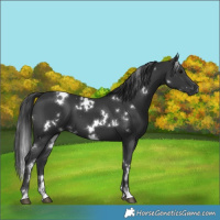 Horse Color:White Spotted Black