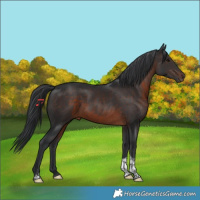 Horse Color:Brown Tobiano