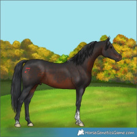 Horse Color:Brown Tobiano 