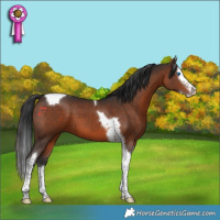 Horse Color:Brown Splash Tobiano 