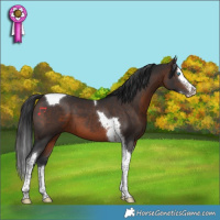 Horse Color:Brown Splash Tobiano