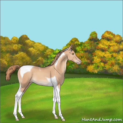 Horse Color:Gold Champagne Tobiano 