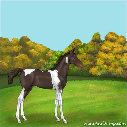 Horse Color:Liver Chestnut Tobiano Appaloosa 
