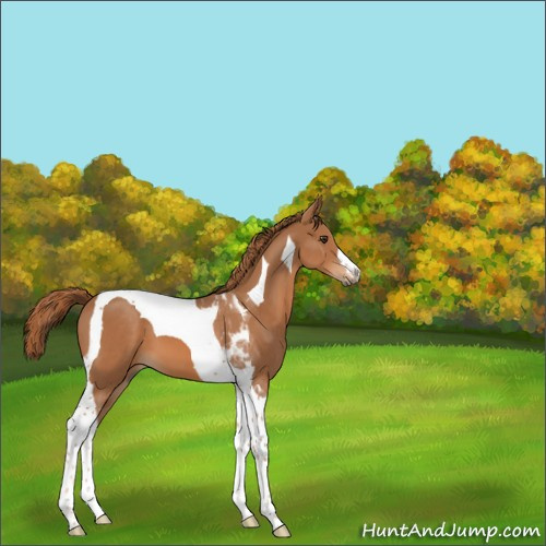 Horse Color:Chestnut Tobiano 