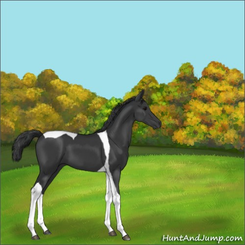 Horse Color:Black Tobiano 