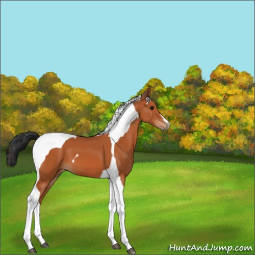 Horse Color:Bay Tobiano 