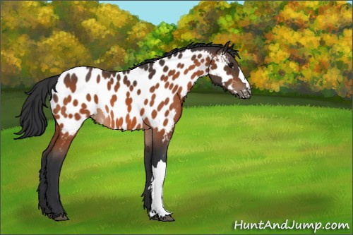 Horse Color:Bay Appaloosa 