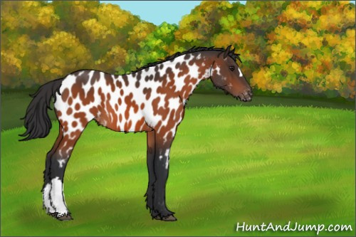 Horse Color:Brown Appaloosa 