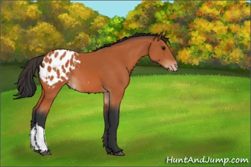 Horse Color:Bay Appaloosa 
