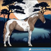 Horse Color:Liver Red Dun Tobiano Rabicano 