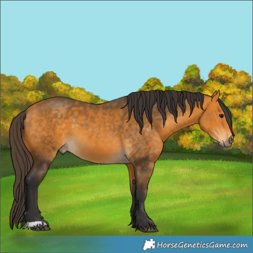 Horse Color:Buckskin 