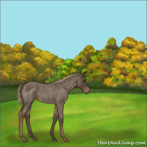 Horse Color:Chocolate Palomino Roan