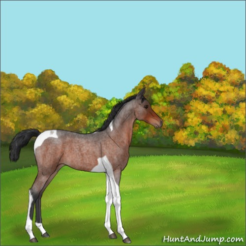 Horse Color:Brown Roan Tobiano 
