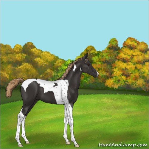 Horse Color:Liver Chestnut Tobiano 