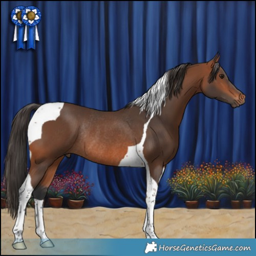 Horse Color:Bay Tobiano Rabicano 