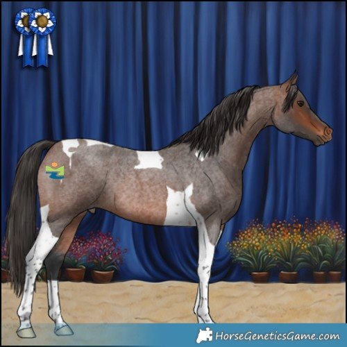 Horse Color:Brown Roan Tobiano Rabicano 