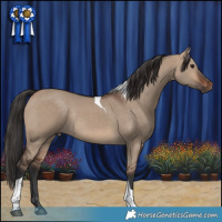 Horse Color:Brown Dun Tobiano Rabicano