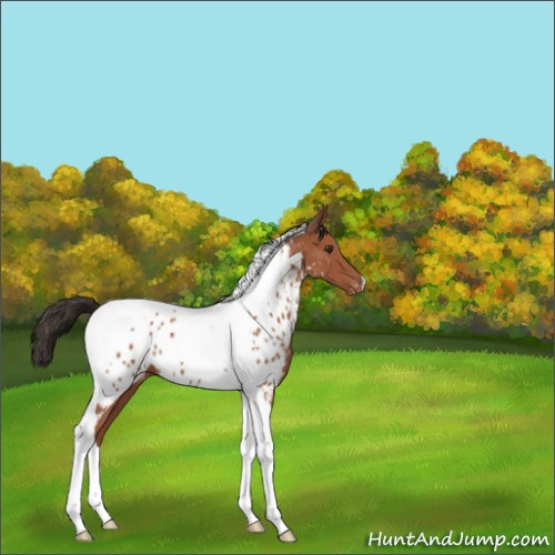 Horse Color:Bay Tobiano Appaloosa 