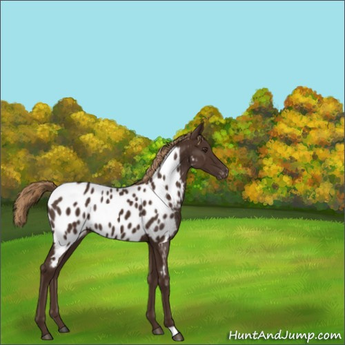 Horse Color:Liver Chestnut Appaloosa 
