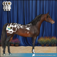 Horse Color:Bay Appaloosa 