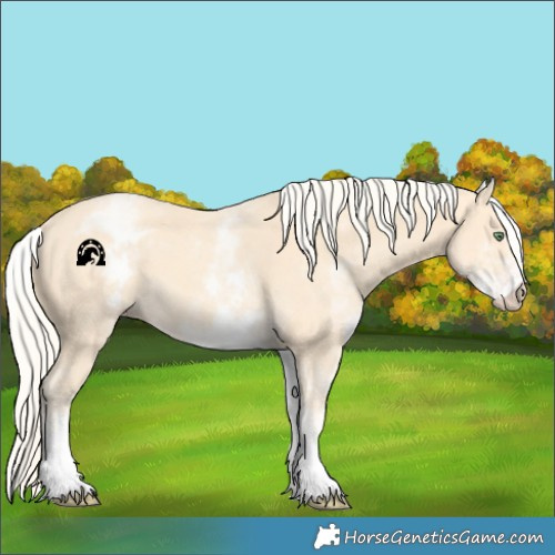 Horse Color:White Spotted Gold Cream Champagne 
