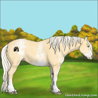 Horse Color:White Spotted Gold Cream Champagne 