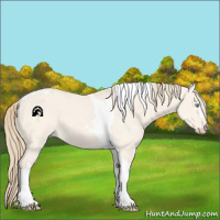 Horse Color:Perlino Dun Tobiano 