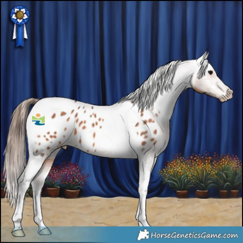 Horse Color:Bay Tobiano Appaloosa 