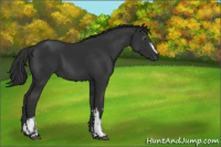 Horse Color:Gray White Spotted Liver Chestnut