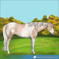 Horse Color:Chocolate Palomino Pearl Tobiano Frame and Chocolate Palomino Pearl Tobiano Frame