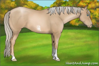 Horse Color:Chocolate Palomino Pearl Tobiano Frame  and Chocolate Palomino Pearl Tobiano Frame Rabicano 