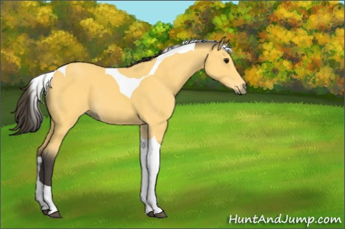 Horse Color:Buckskin Tobiano