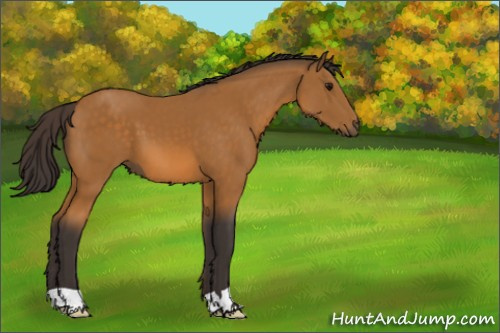Horse Color:Buckskin 