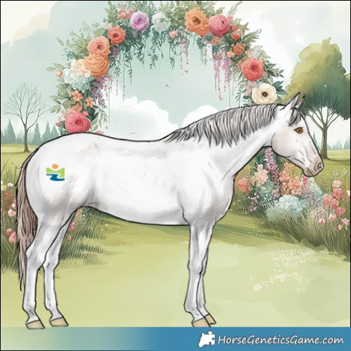 Horse Color:Bay Dun Tobiano Appaloosa 