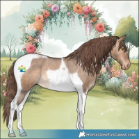 Horse Color:Bay Dun Tobiano Appaloosa 