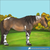 Horse Color:Buckskin Tobiano 