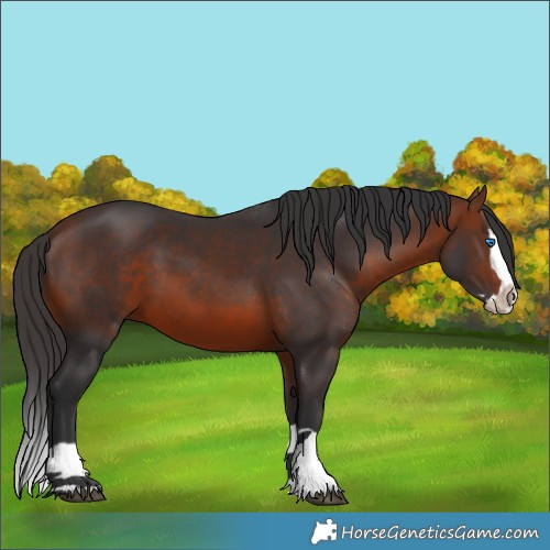 Horse Color:Bay Splash 