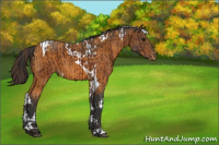Horse Color:Bay  and Buckskin Tobiano Varnish 