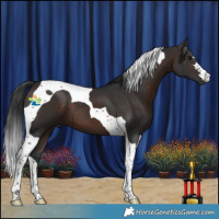Horse Color:Brown Tobiano 