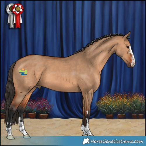 Horse Color:Bay Dun 