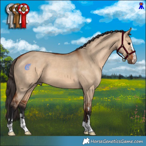 Horse Color:Bay Dun 