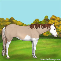 Horse Color:Red Dun Splash 