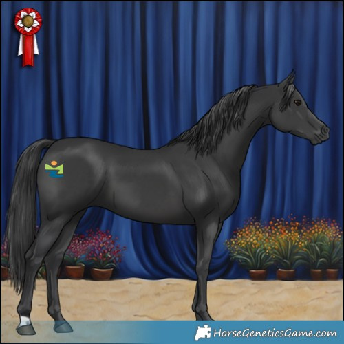 Horse Color:Black 