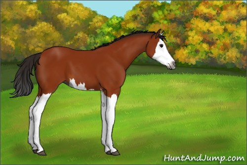 Horse Color:Gray Bay Splash